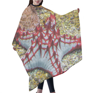 Personality  Red Starfish, Asteroid From The Tropical Sea      Hair Cutting Cape