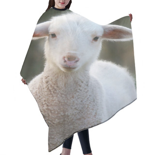 Personality  A Baby Lamb Hair Cutting Cape