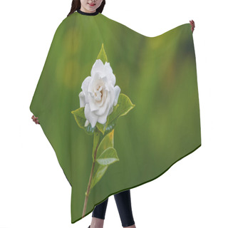 Personality  Cape Jasmine Flower At Garden Hair Cutting Cape