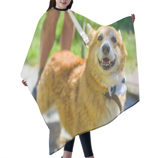 Personality  Golden Dog Of Corgi Breed For A Walk At Countryside Around Lake. The Life Of Pets Hair Cutting Cape