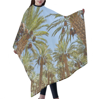 Personality  Date Palm Hair Cutting Cape