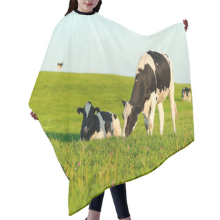 Personality  Holstein Cows Grazing Hair Cutting Cape