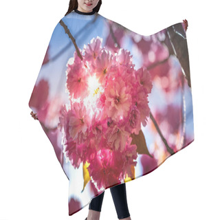 Personality  Close Up View Of Beautiful Sakura Tree Blossom And Sunlight Backdrop Hair Cutting Cape