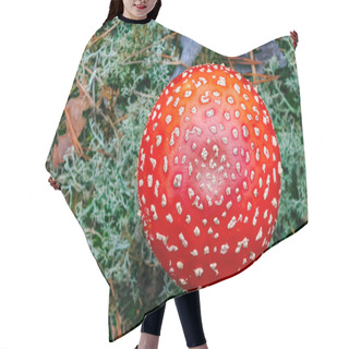 Personality  Amanita Muscaria. Red Poisonous Fly Agaric Mushroom In Forest Hair Cutting Cape