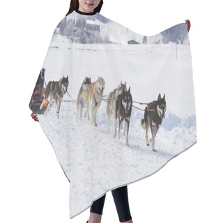 Personality  Husky Sled Dogs Running In Snow Hair Cutting Cape