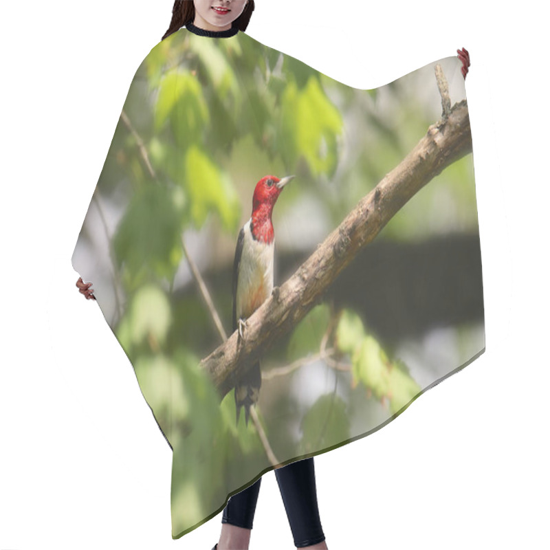 Personality  Red-headed Woodpecker (melanerpes Erythrocephalus) Hair Cutting Cape