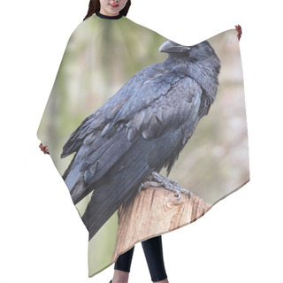 Personality  Portrait Of A Raven Hair Cutting Cape