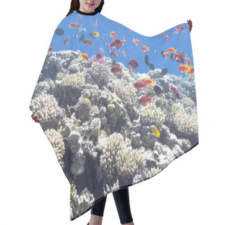 Personality  Colorful Coral Reef With Exotic Fishes In Tropical Sea, Underwat Hair Cutting Cape