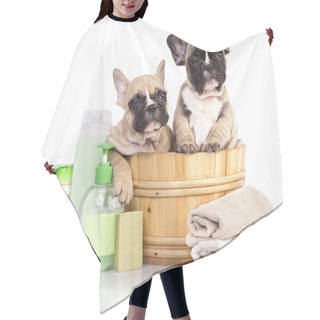 Personality  French  Bulldog Puppy In Wooden Wash Hair Cutting Cape