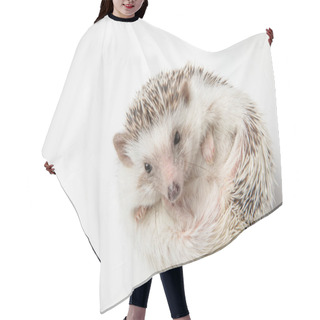 Personality  Adorable African Dwarf Hedgehog Resting On Its Back On White Background Hair Cutting Cape
