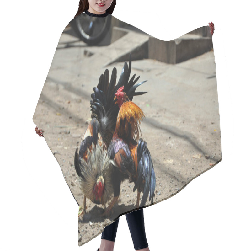 Personality  Cock fighting in Vietnam hair cutting cape