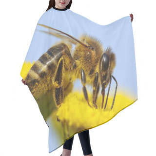 Personality  Detail Of Honeybee Hair Cutting Cape