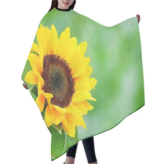 Personality  Sunflower In Garden Beautiful Nature Outdoor. Hair Cutting Cape