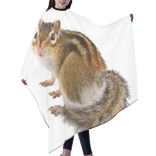 Personality  Chipmunk On White Hair Cutting Cape