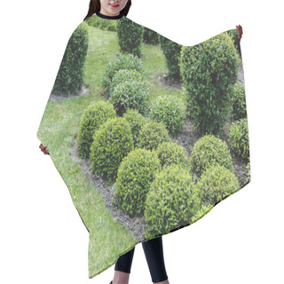 Personality  Selective Focus Of Green Leaves On Bushes On Grass In Park  Hair Cutting Cape