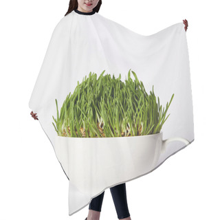 Personality  Spirulina Grass In Cup Isolated On Grey Background  Hair Cutting Cape