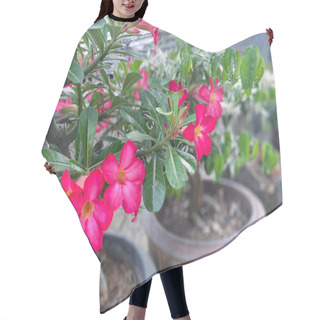 Personality  Flower (Adenium Obesum, Impala Lily, Mock Azalea, Sabi Star, Kudu Or Desert-rose) Pink Color, Naturally Beautiful Flowers In The Garden Hair Cutting Cape