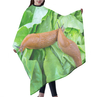 Personality  Snail With Lettuce Leaf Hair Cutting Cape
