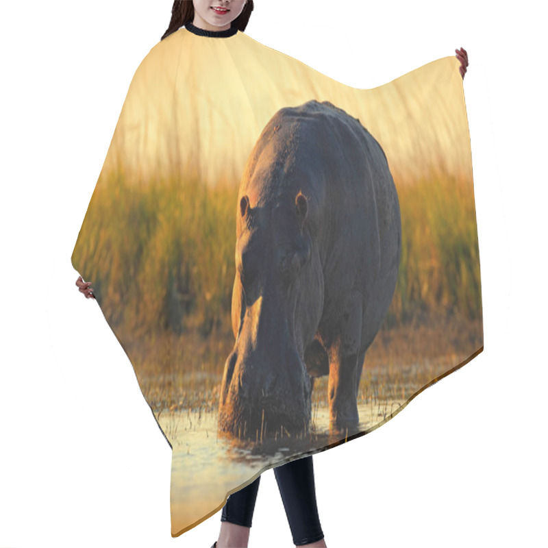 Personality  African Hippopotamus with evening sun hair cutting cape
