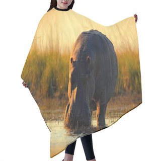 Personality  African Hippopotamus With Evening Sun Hair Cutting Cape