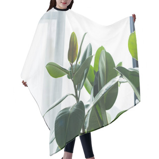 Personality  House Plant  Hair Cutting Cape