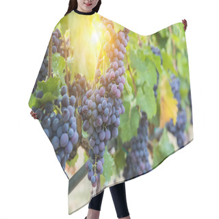 Personality  Large Bunche Of Red Wine Grapes Hang From A Vine. Ripe Grapas  Hair Cutting Cape