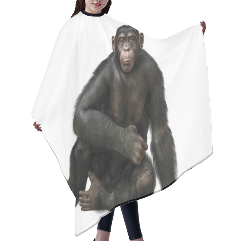 Personality  Chimpanzee Monkey Sitting And Looking At Camera With Peaceful Face Expression Isolated On White Background, Realistic 3D Illustration Hair Cutting Cape