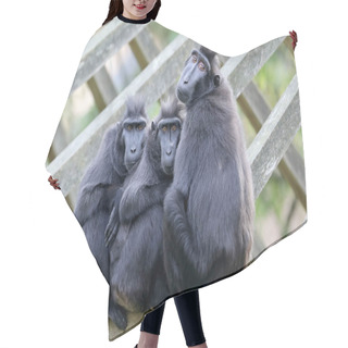 Personality  Three Celebes Crested Macaques Sitting Together Hair Cutting Cape
