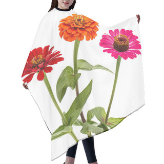 Personality  Three Flower Of Zinnia, Isolated On White Background Hair Cutting Cape