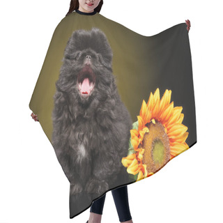 Personality  Pekingese Puppy Yawns Sitting Next To A Sunflower On A Dark Yellow Background. Animal Themes Hair Cutting Cape