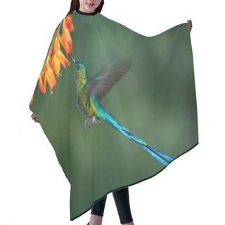 Personality  Hummingbird Long-tailed Sylph Hair Cutting Cape