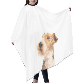 Personality  Curly And Purebred Fox Terrier Isolated On White Hair Cutting Cape