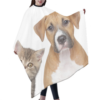 Personality  Kitten And Puppy. Close Up Portrait Hair Cutting Cape