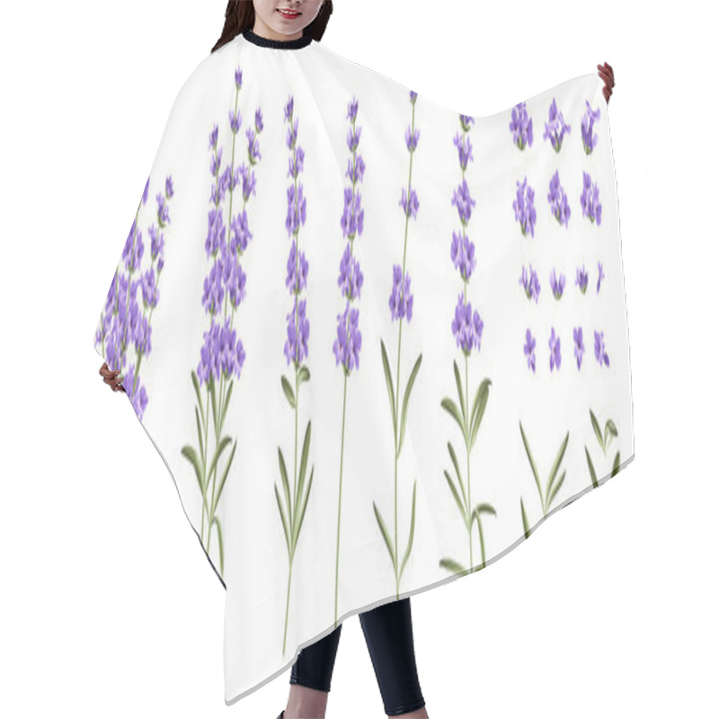 Personality  Set Of Differents Lavender Branches On White Background. Hair Cutting Cape