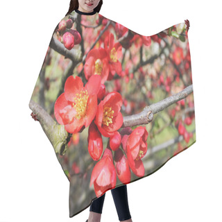 Personality  Flowering Quince Hair Cutting Cape