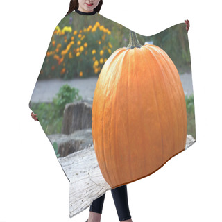 Personality  Fresh Pumpkin On Wooden Background In Autumnal Garden Hair Cutting Cape