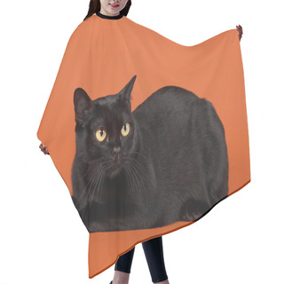 Personality  Black Traditional Bombay Cat On Nuts Background Hair Cutting Cape