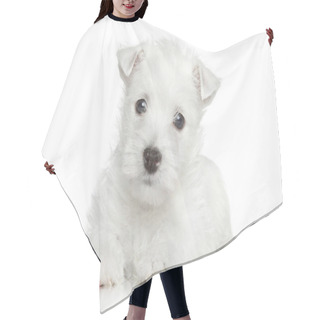 Personality  West Highland White Terrier Puppy Hair Cutting Cape