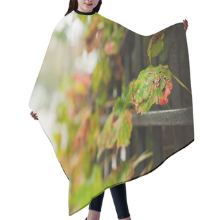 Personality  Autumn Rain Hair Cutting Cape