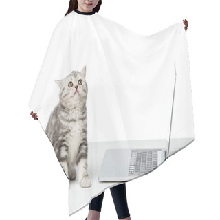Personality  Cute Little British Shorthair Cat Sitting Near Laptop On Table Top Hair Cutting Cape