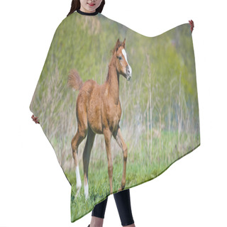 Personality  Foal Running Hair Cutting Cape