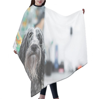 Personality  Tibetan Terrier  Dog Being Dried After Having A  Bath, Selective Focus Hair Cutting Cape