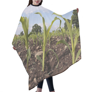 Personality  Corn Seedlings Crop Field In Spring Hair Cutting Cape
