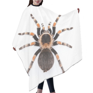 Personality  Red Knee Tarantula Hair Cutting Cape