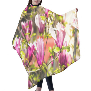 Personality  Magnolia Tree In Violet Flowers On Sunny Day, Spring Hair Cutting Cape