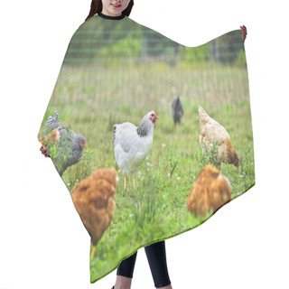 Personality  Free Range Chickens On Farm Hair Cutting Cape