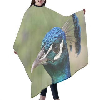 Personality  Scenic View Of Peacock Bird At Wild Life  Hair Cutting Cape