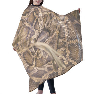 Personality  Boa Constrictor Snake Coiled Up Hair Cutting Cape