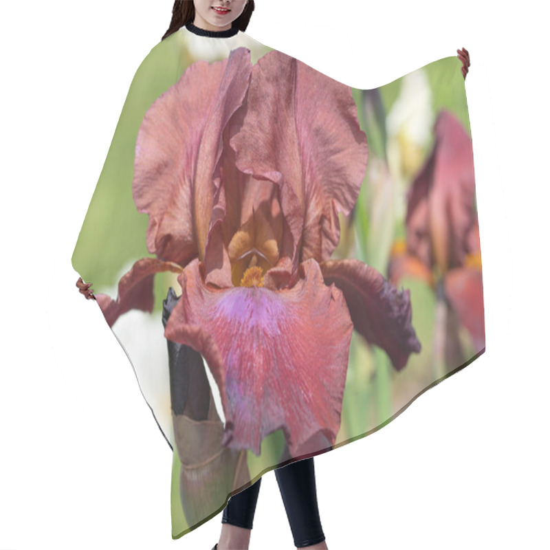 Personality  German Iris (Iris Barbata), Close Up Of The Flower Head Hair Cutting Cape