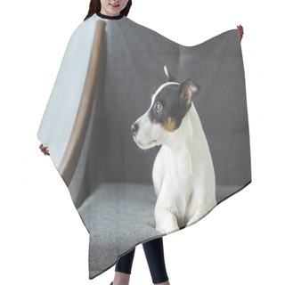 Personality  Jack Russell Terrier Dog Lying On Sofa At Home Hair Cutting Cape